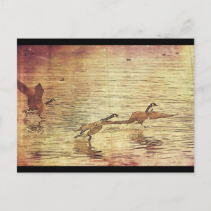 Running Ducks Postkarte