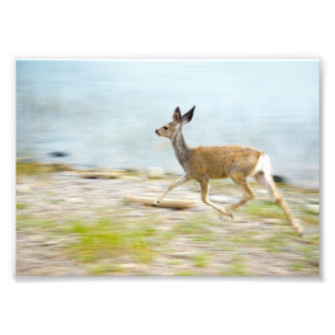 Running Fawn Foto