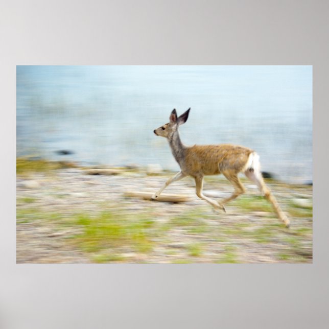 Running Fawn Print Poster (Vorne)