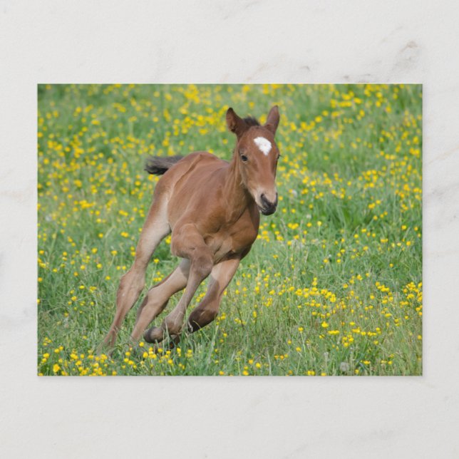 Running Foal Postkarte (Vorderseite)