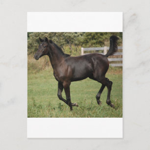 Running-Horse-2 Postkarte