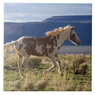 Running Stallion, Steens Mountains, Oregon Fliese
