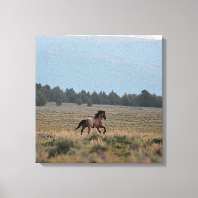 Running Wild Roan Leinwanddruck (Vorderseite)