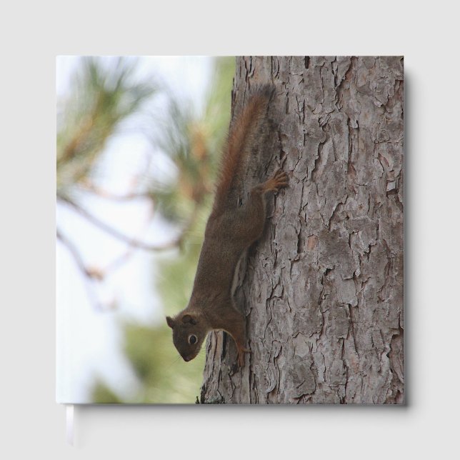 Runter-Eichhörnchen Gästebuch (Vorderseite)