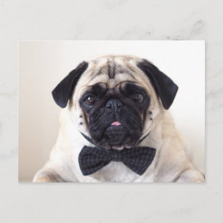 Rupert den Mops Postcard Postkarte