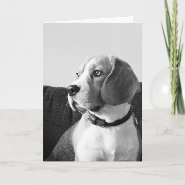 Rupert la carte de voeux blanche de chien Beagle (Devant)