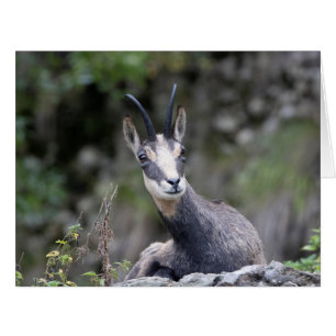 Rupicapra rupicapra