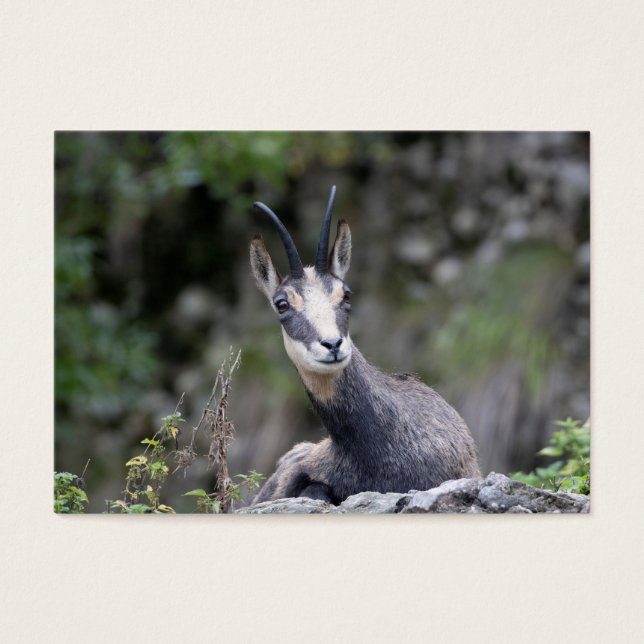 Rupicapra rupicapra (Vorderseite)