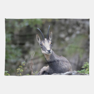 Rupicapra rupicapra geschirrtuch