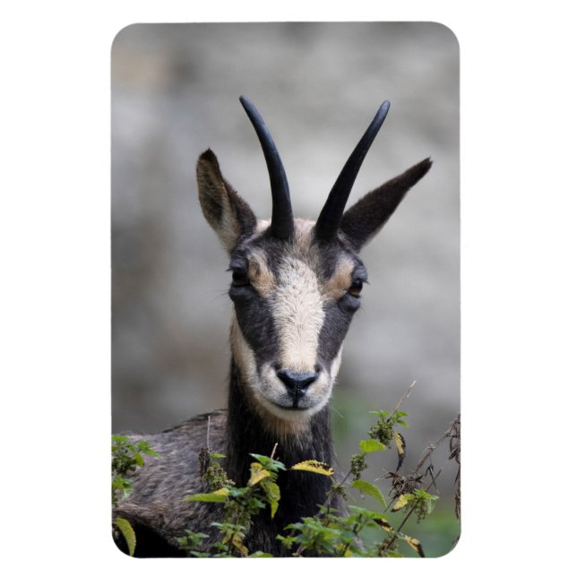 Rupicapra rupicapra magnet (Vertikal)