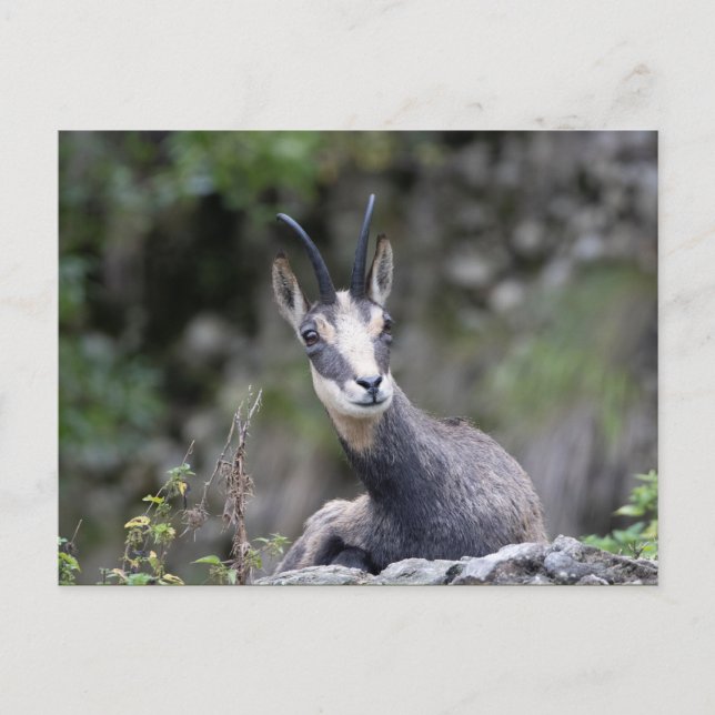Rupicapra rupicapra postkarte (Vorderseite)