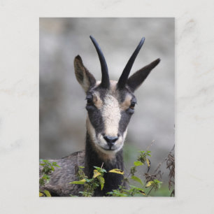 Rupicapra rupicapra postkarte