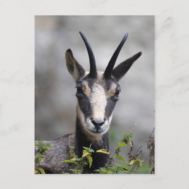 Rupicapra rupicapra postkarte (Vorderseite)