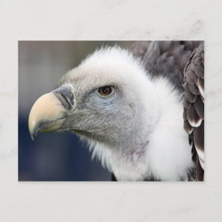 Rüppellschen Vulture Postkarte