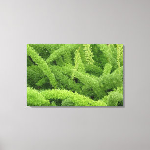 Rüschenschmuck, Asparagus densiflorus myers Leinwanddruck