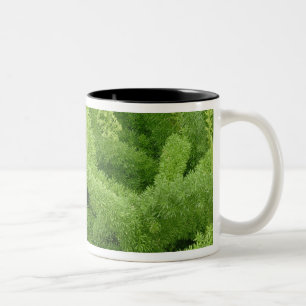 Rüschenschmuck, Asparagus densiflorus myers Zweifarbige Tasse