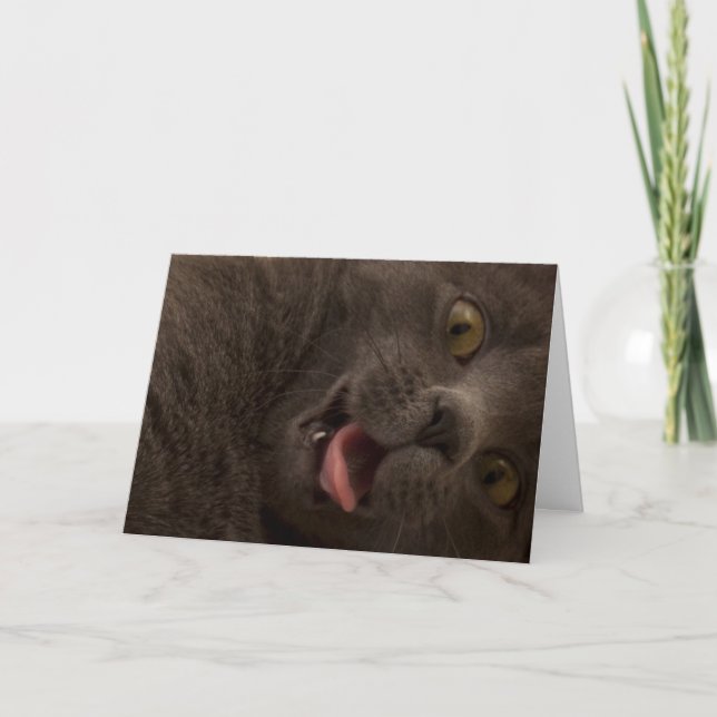 Russe Bleu Cat carte d'anniversaire Focus pour une (Devant)