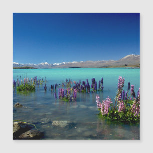 Russell Lupins dans le lac Tekapo, Magnet