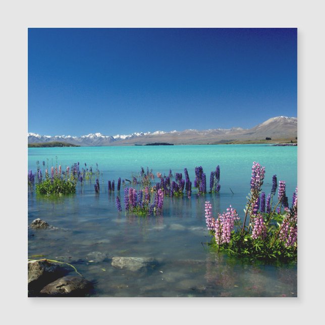 Russell Lupins in Lake Tekapo, Magnet (Vorderseite)