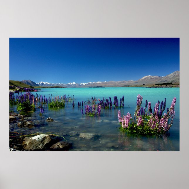 Russell Lupins in Lake Tekapo, New Zealand Poster (Vorne)