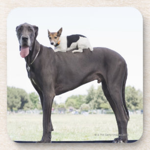 Russell-Terrier auf great danes Rückseite Untersetzer