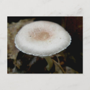 Russet & Cream Mushroom Postkarte