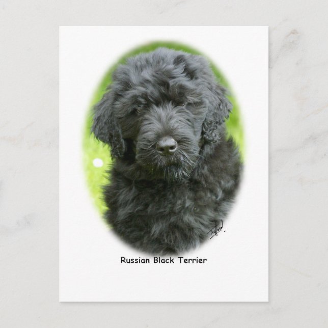 Russian Black Terrier Postkarte (Vorderseite)