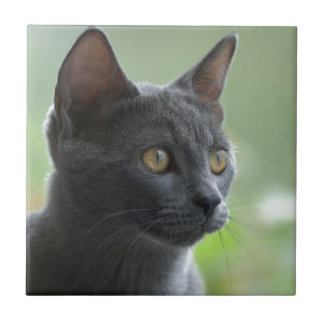 Russian Blue Cat Fliese