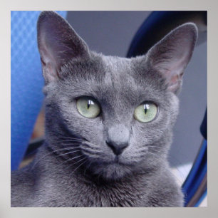 Russian Blue ‎ Cat Poster