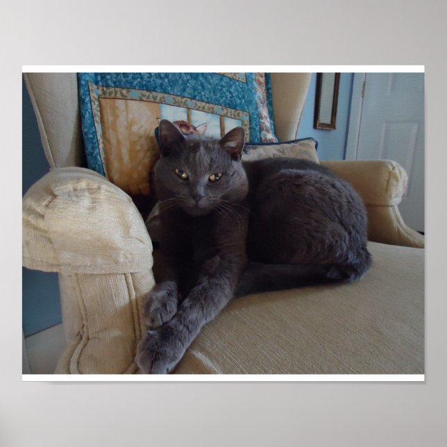 Russian Blue Cat Poster (Vorne)