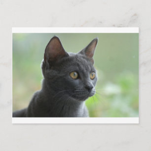 Russian Blue Cat Postkarte