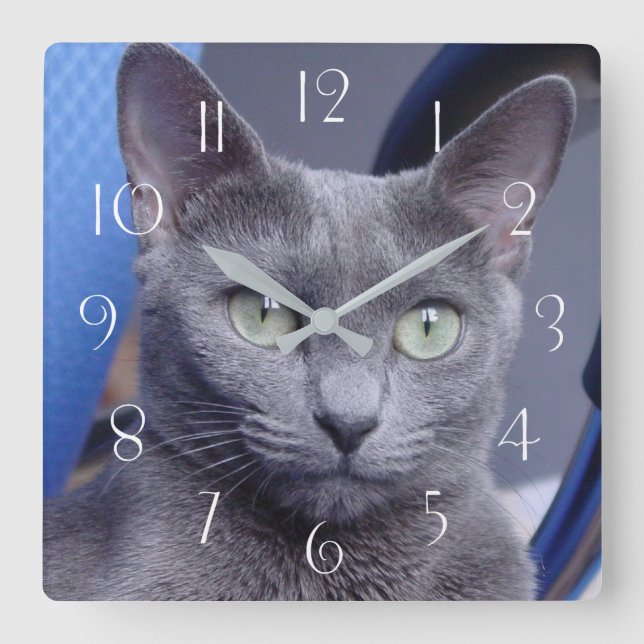 Russian Blue ‎ Cat Quadratische Wanduhr (Vorderseite)