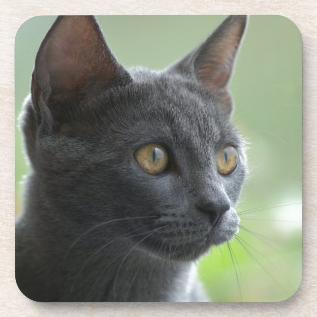 Russian Blue Cat Untersetzer (Vorderseite)