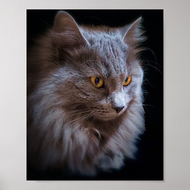 Russian Blue Gray Nebelung Cat Wall Art Poster (Vorne)