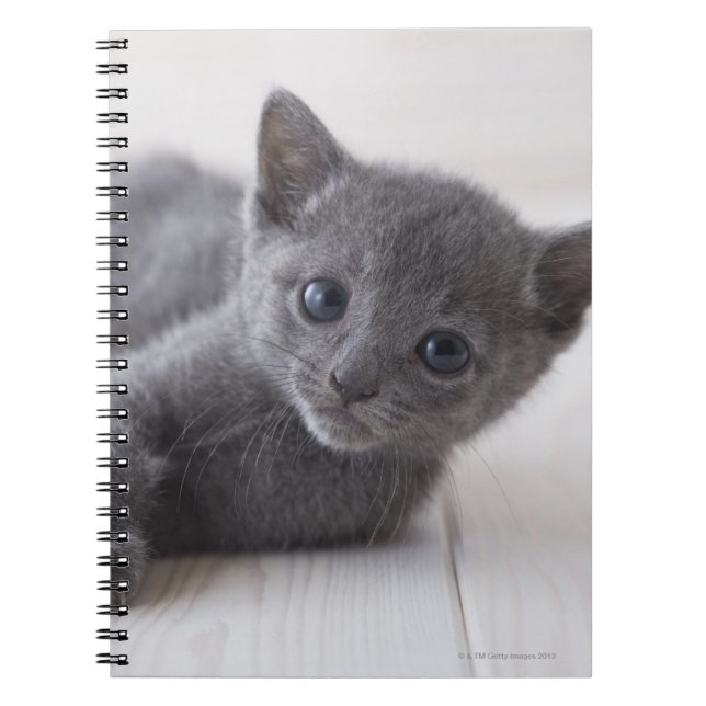 Russian Blue Kitten Notizblock (Vorderseite)