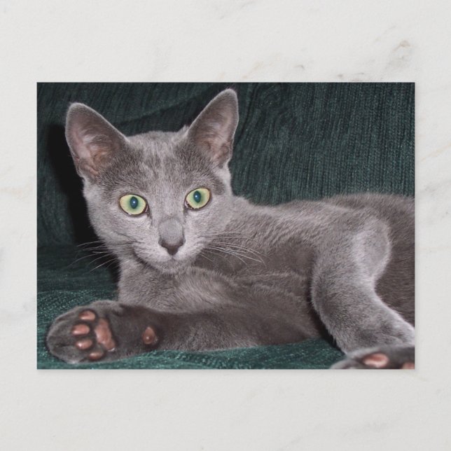 Russian Blue Kitten Postcard Postkarte (Vorderseite)
