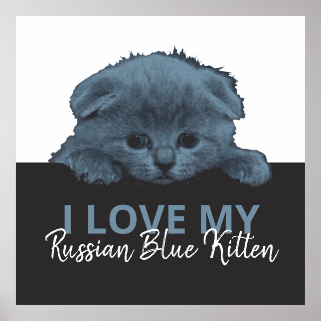 Russian Blue Kitten Poster (Vorne)