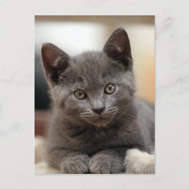 Russian Blue Kitten Postkarte (Vorderseite)