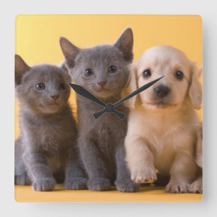 Russian Blue Kittens And Dachshund Puppies Quadratische Wanduhr