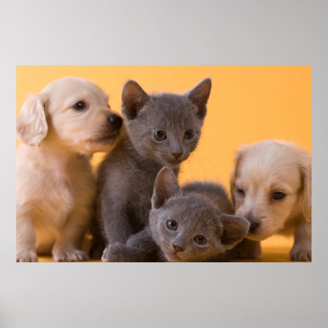 Russian Blue Kittens & Dackel Welpen Poster (Vorne)