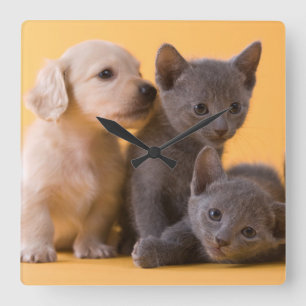 Russian Blue Kittens & Dackel Welpen Quadratische Wanduhr