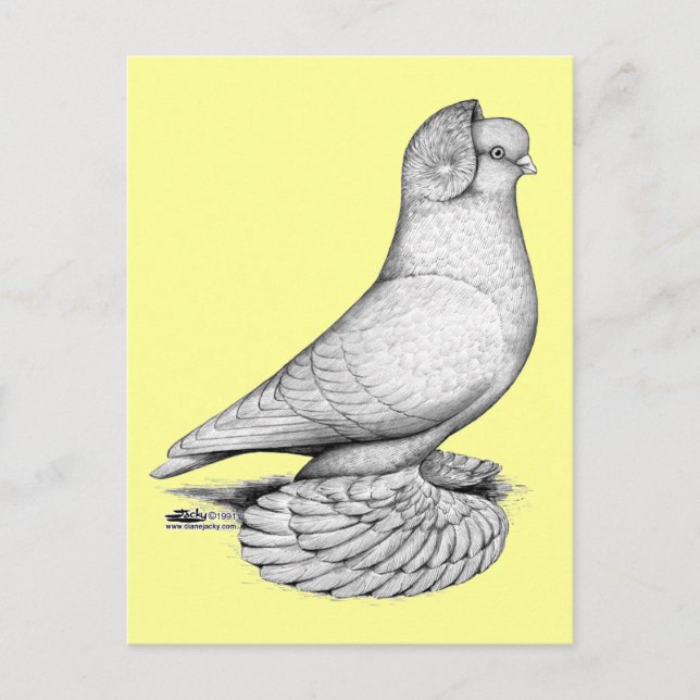 Russian Tumbler Pigeon Postkarte (Vorderseite)