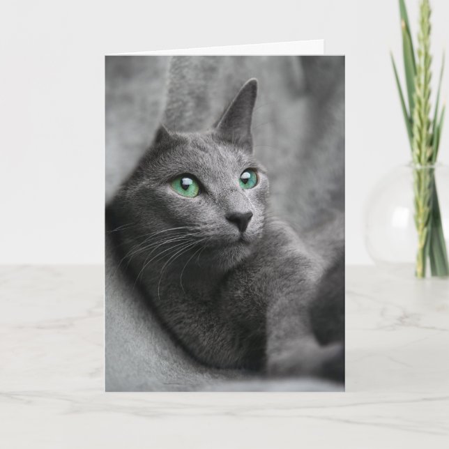 Russisch-blaue Katze mit grünen Augen Karte (Vorderseite)