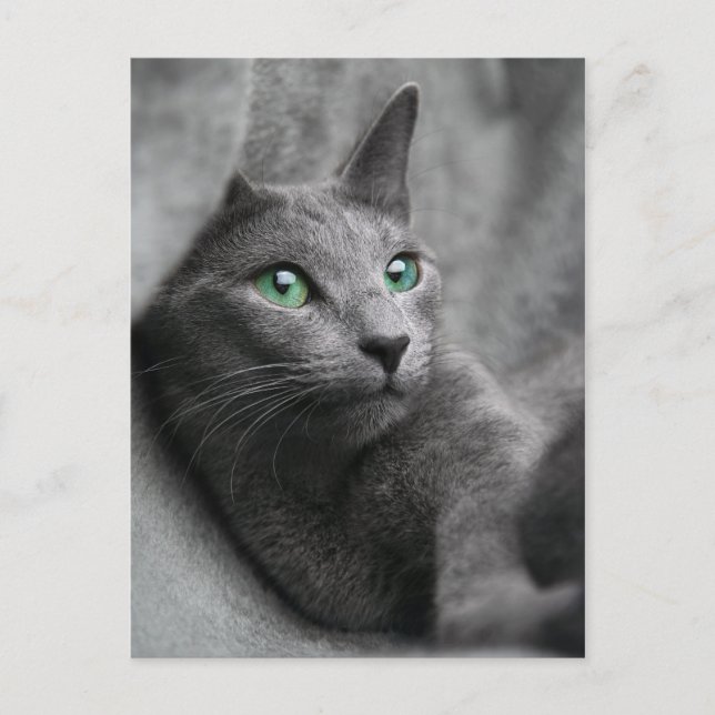 Russisch-blaue Katze mit grünen Augen Postkarte (Vorderseite)
