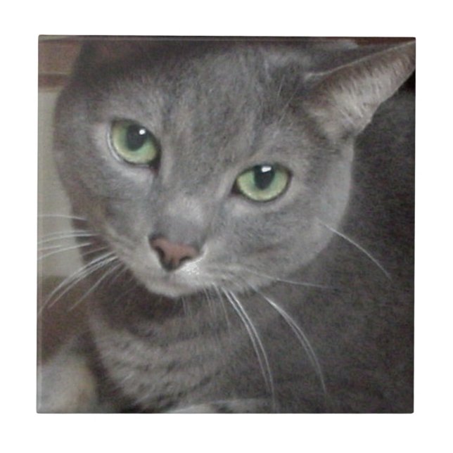 Russisch-graue Katze Fliese (Vorderseite)