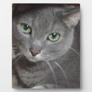 Russisch-graue Katze Fotoplatte