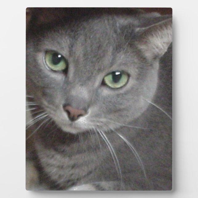 Russisch-graue Katze Fotoplatte (Vorderseite)