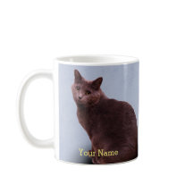 Russische blaue Miezekatze-Katze
