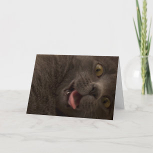 Russische Blue Cat Birthday Card Fokus für eine Sa Karte