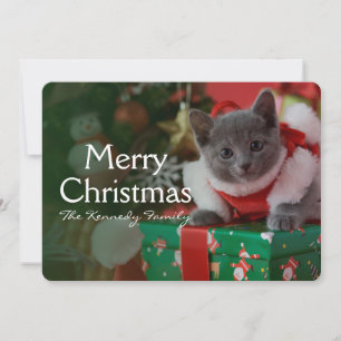 Russische Blue Kitten und Weihnachten
